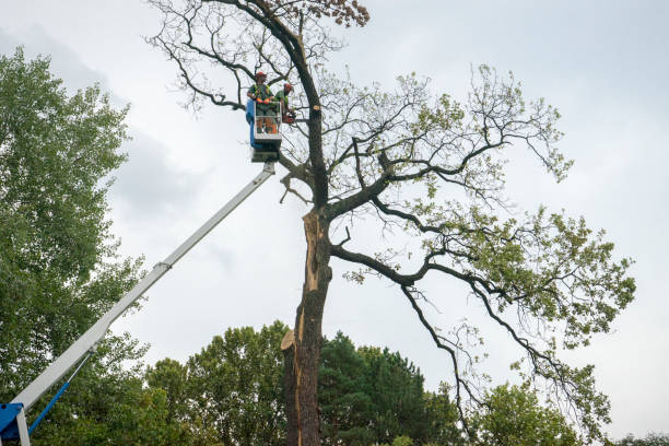 Best Tree Trimming Near Me  in La Center, WA